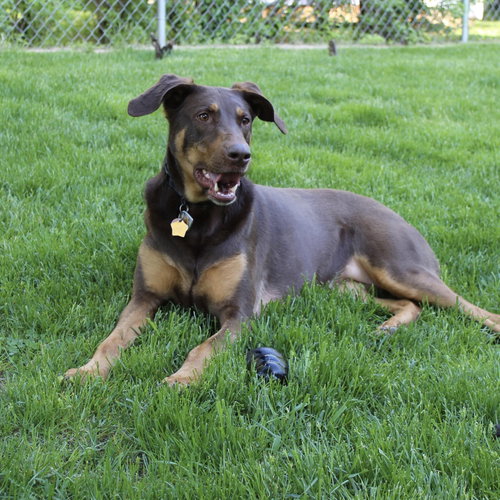 Whiskey - Forever Foster photo 4