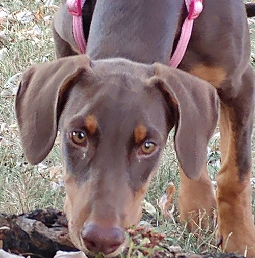 Reina - Forever Foster photo 6