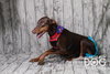 Reina - Forever Foster - Photo 4