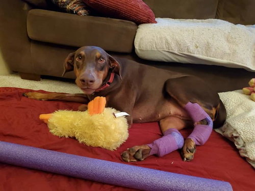 REINA - FOREVER FOSTER - Doberman Pinscher available for adoption