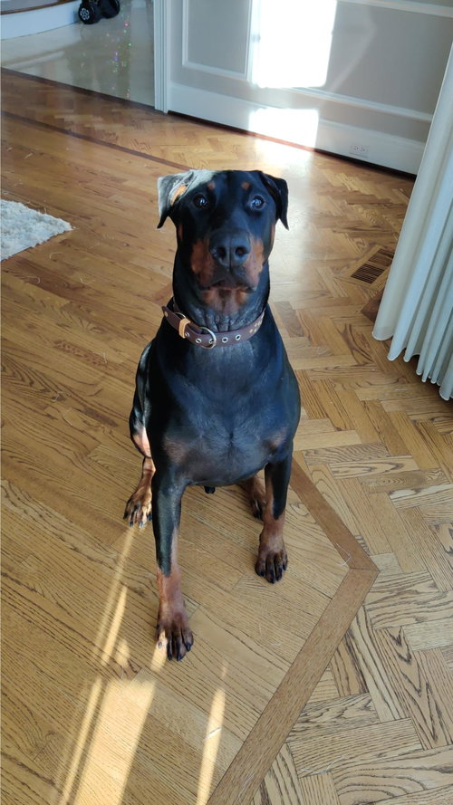 ZEUS - FOREVER FOSTER - Doberman Pinscher available for adoption