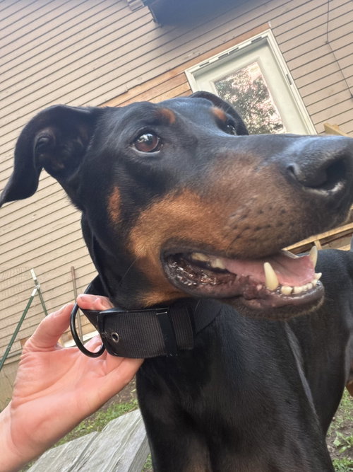 Santa, an adoptable Doberman Pinscher in Minneaoplis, MN
