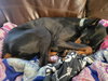 Luna - Photo 5