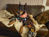 Luna - Photo 2