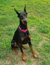 Luna - Photo 4