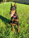 Luna - Photo 7