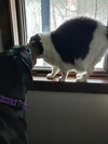Loki - Photo 3
