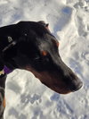 Loki - Photo 2