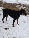 Loki - Photo 4