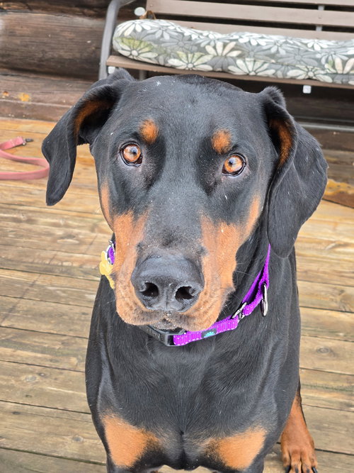 picture of the dog needing adoption