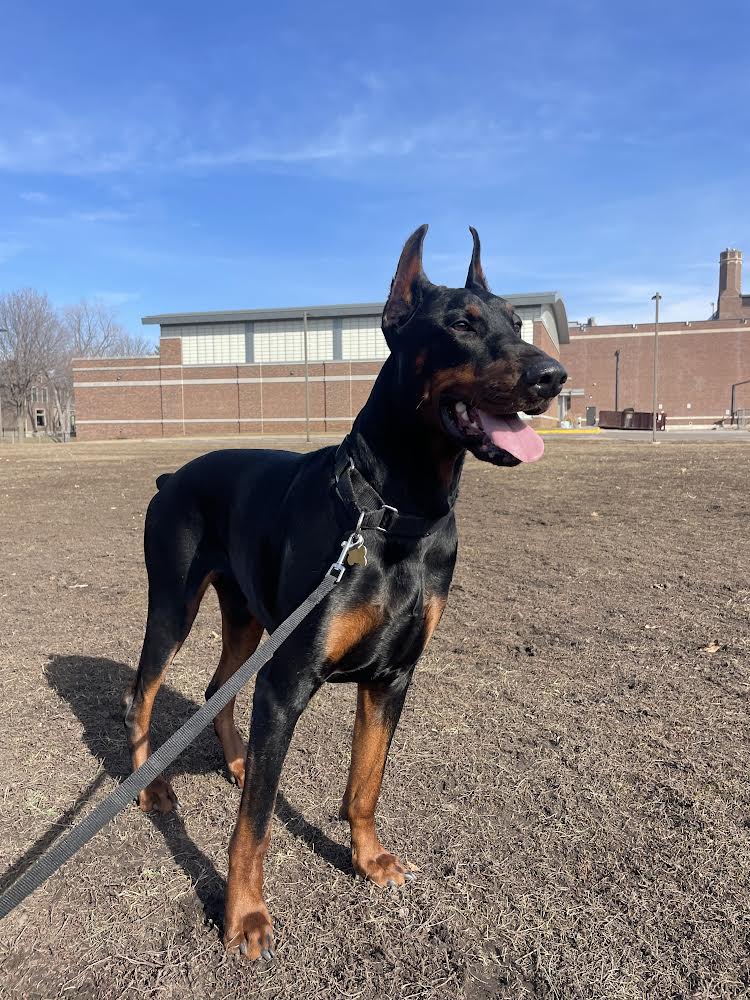 Dog adoption in Minneapolis, MN 55403: Doberman Pinscher (short coat ...