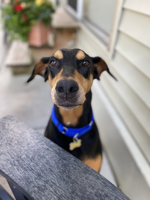Rosie, photo 4