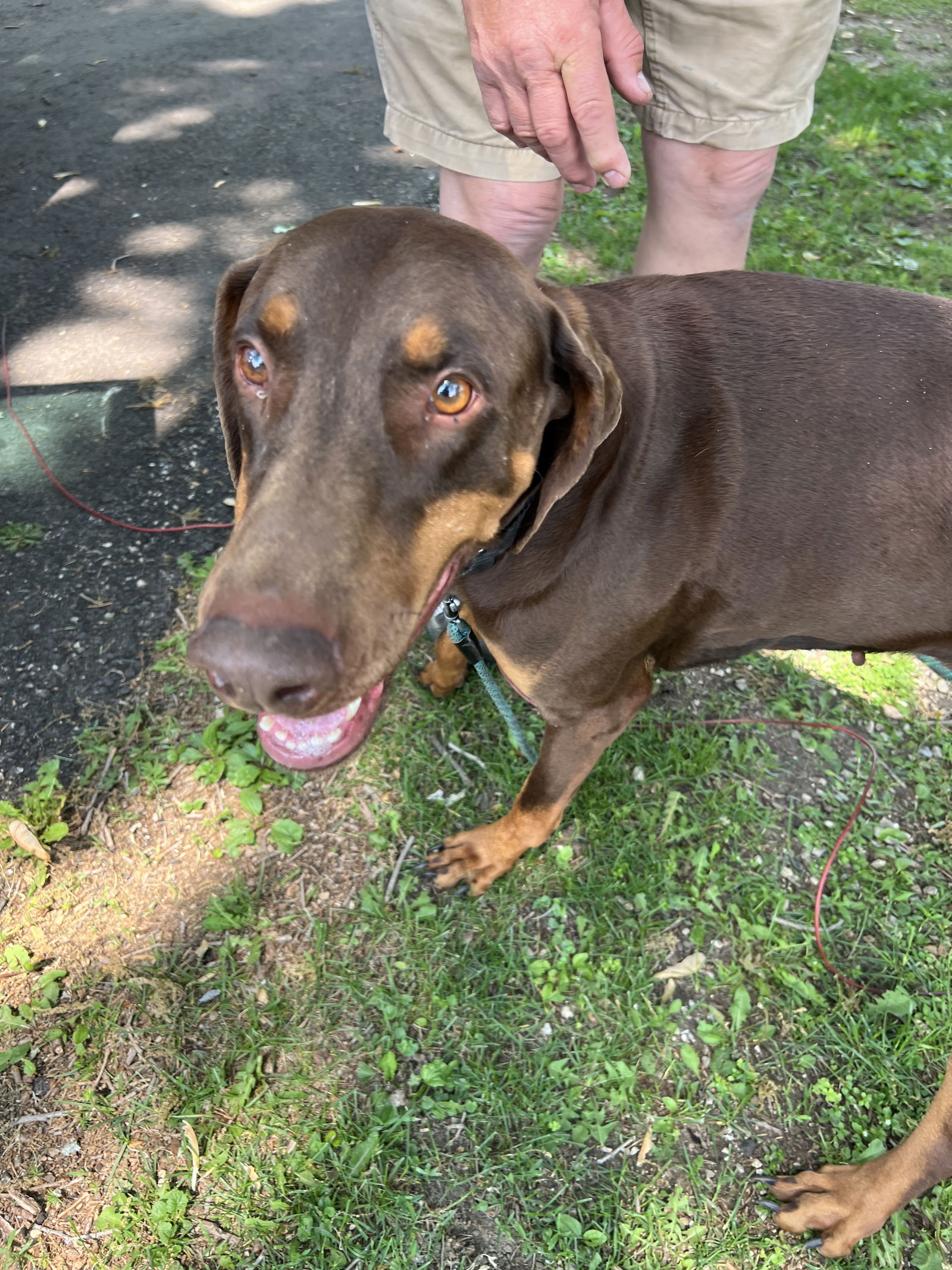 adoptable Dog in Minneapolis, MN named Dolce