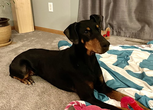 picture of the dog needing adoption