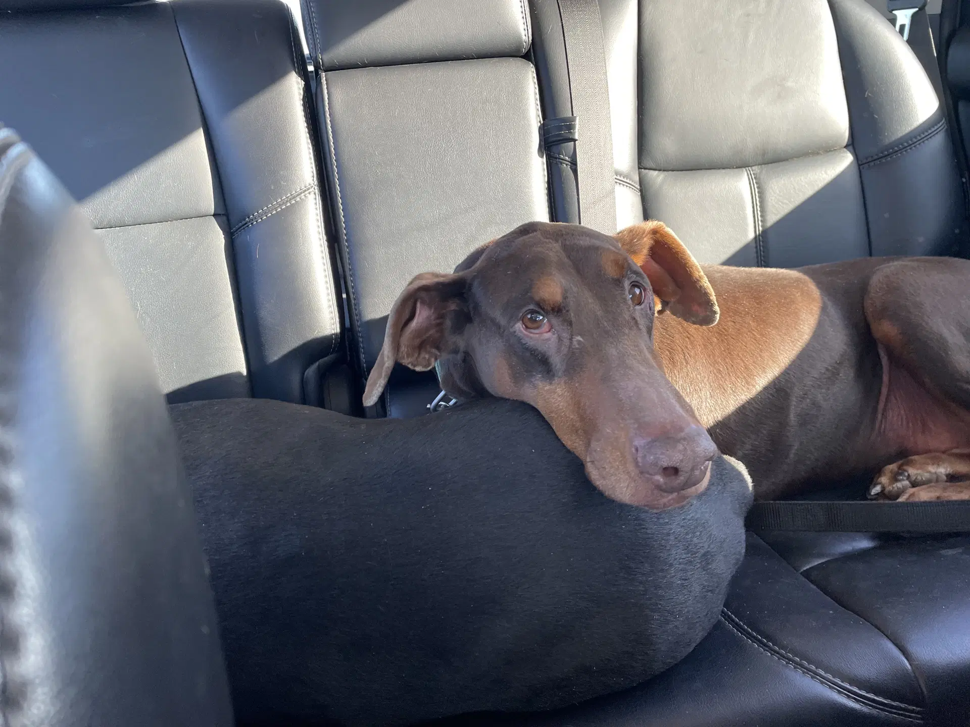 Jean - Doberman Pinscher