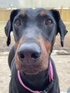 adoptable Dog in minneapolis, MN named Anna