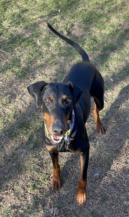 picture of the dog needing adoption
