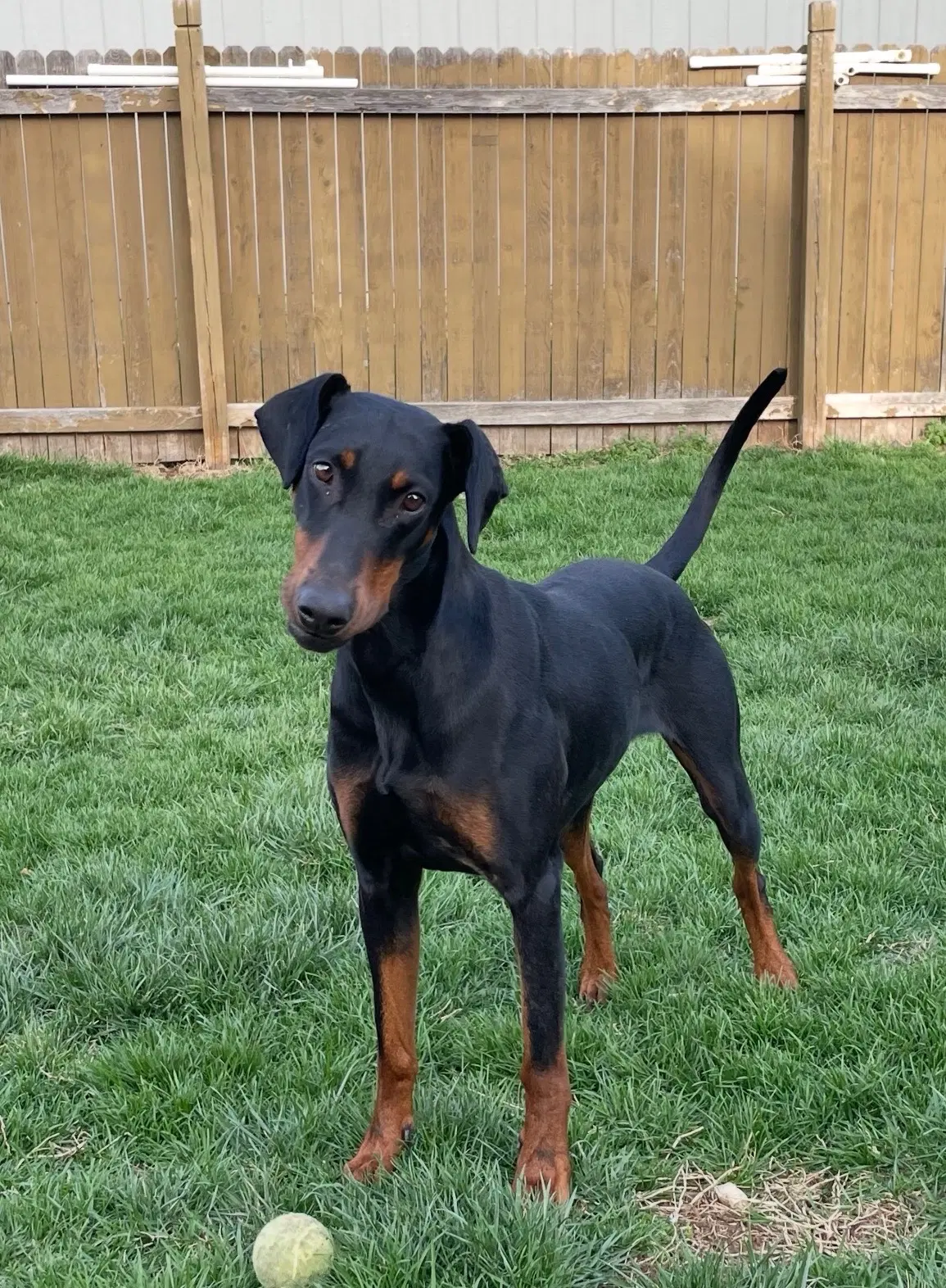 Anna - Doberman Pinscher