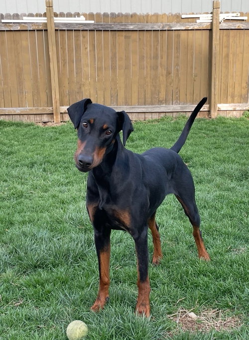 picture of the dog needing adoption