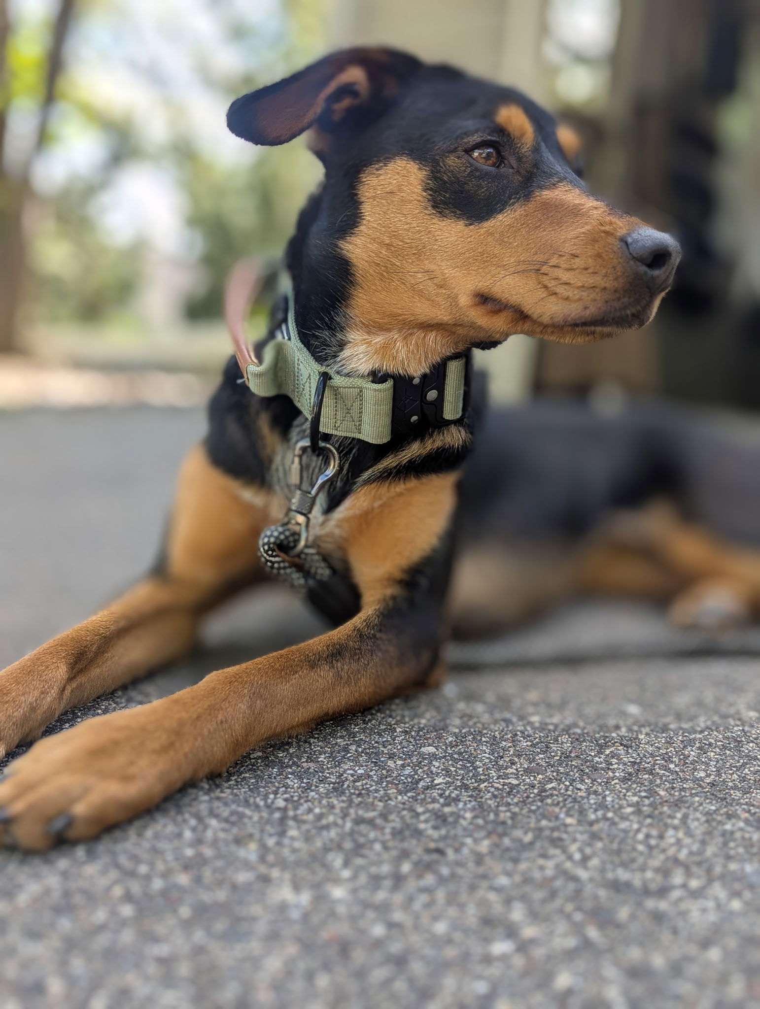 adoptable Dog in Minneapolis, MN named Bailey