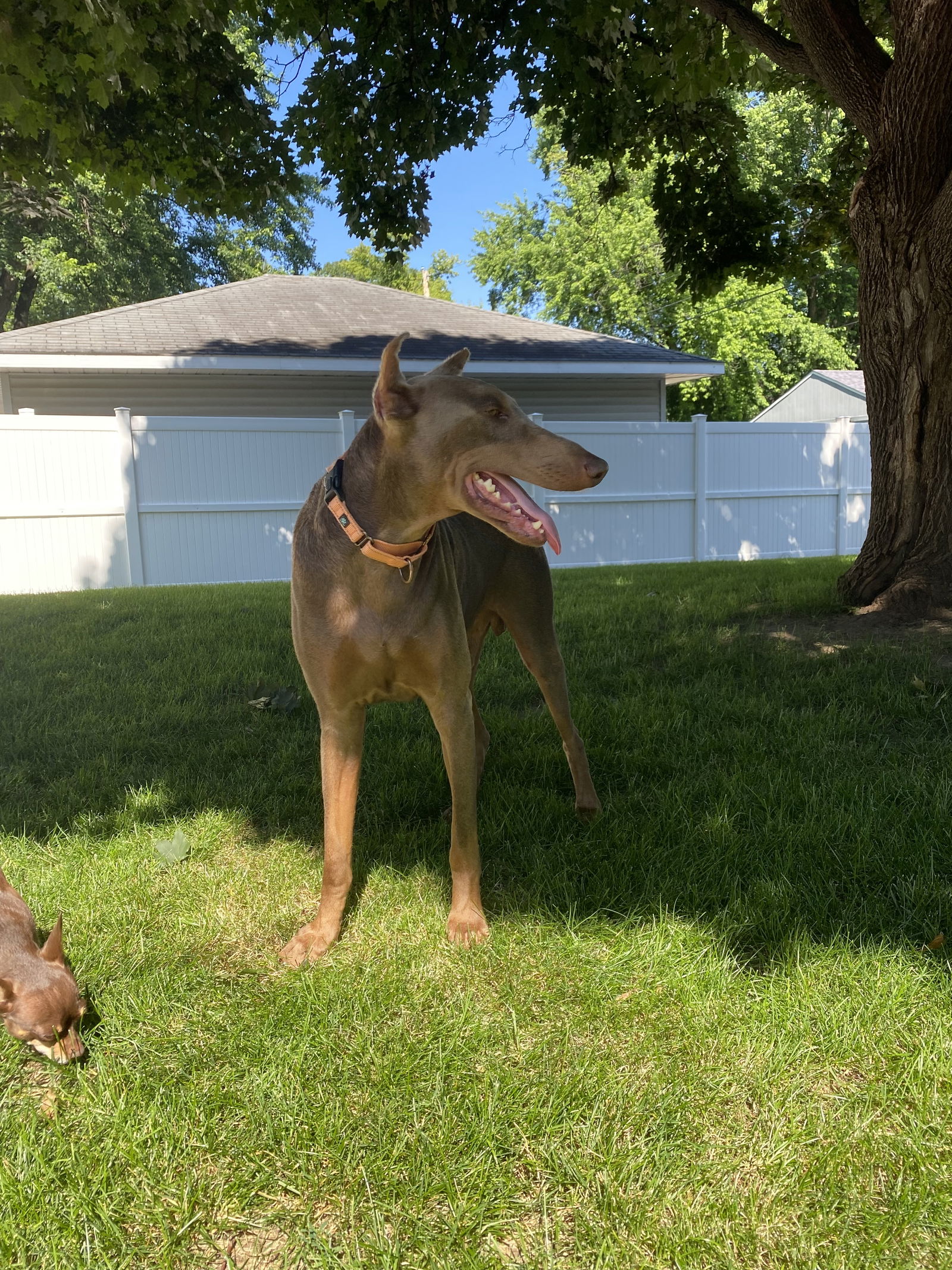 adoptable Dog in Minneapolis, MN named Sheldon