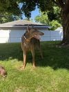 adoptable Dog in minneapolis, MN named Sheldon