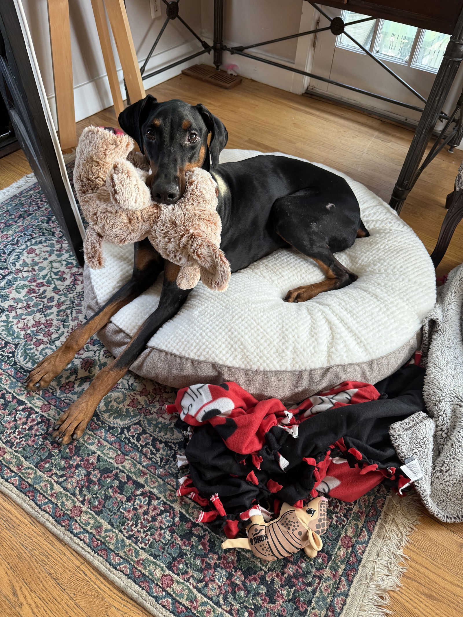 adoptable Dog in Minneapolis, MN named Luger