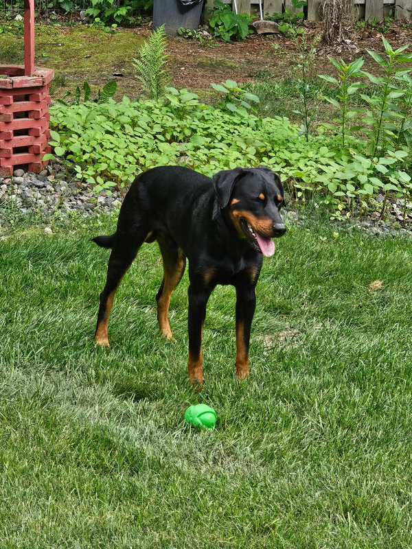 Henry