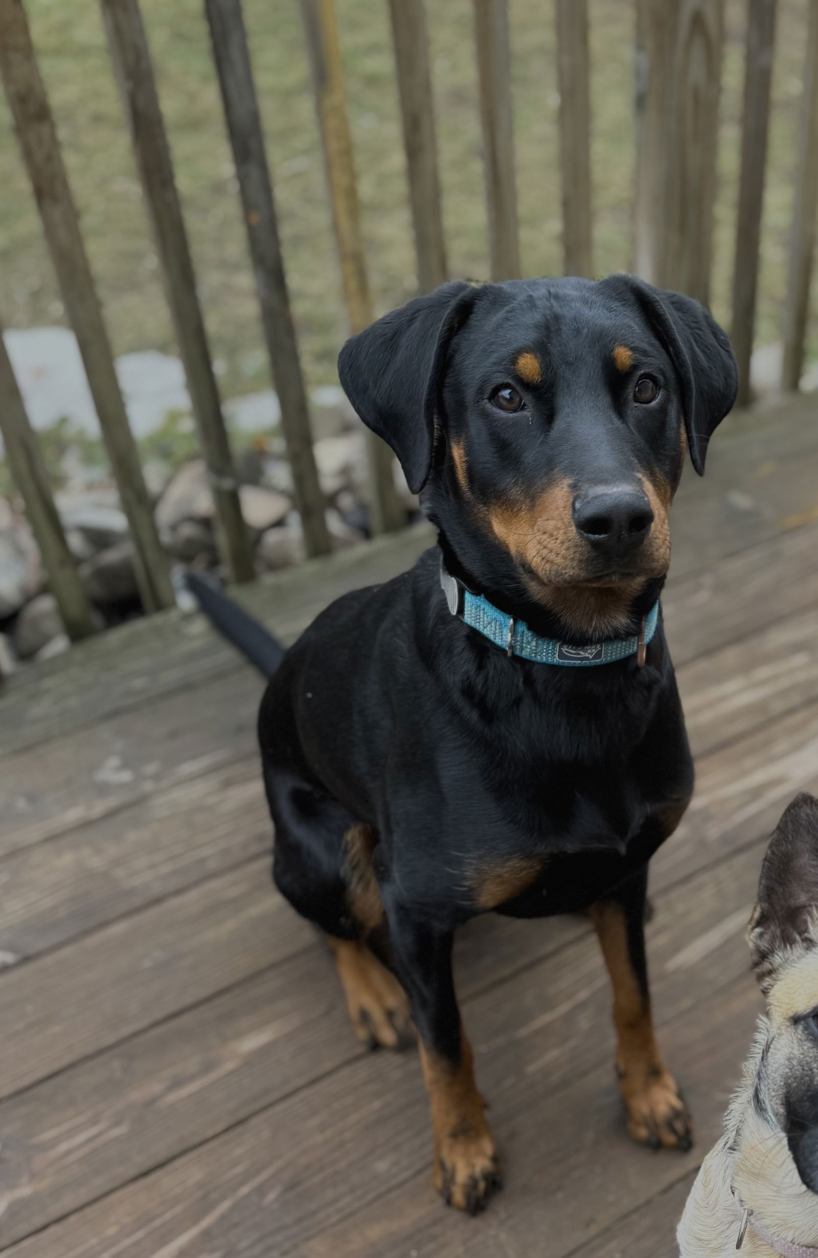adoptable Dog in Minneapolis, MN named Henry