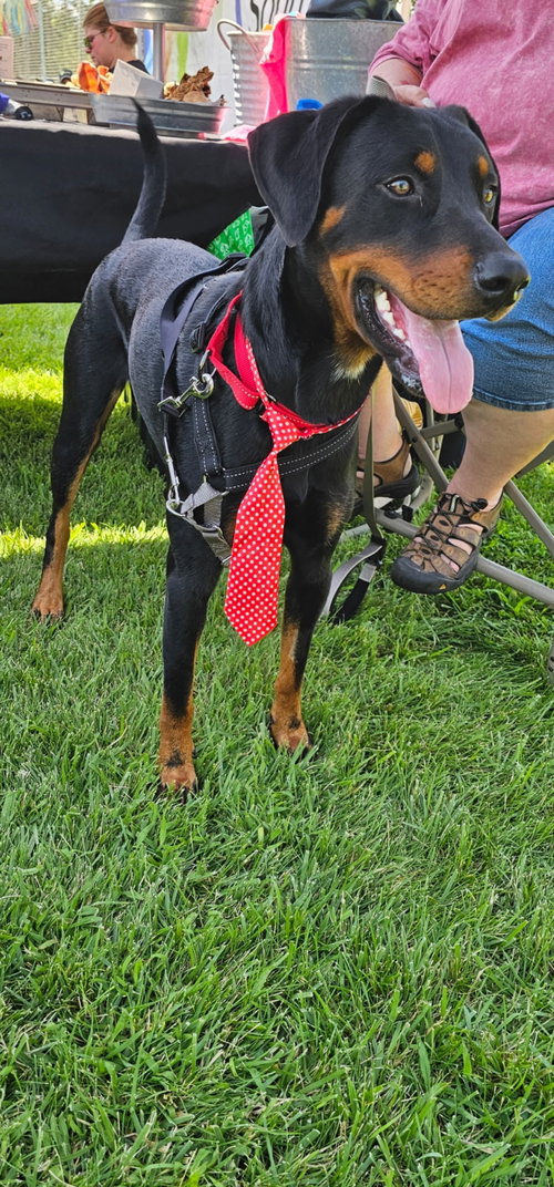 HENRY - Doberman Pinscher available for adoption