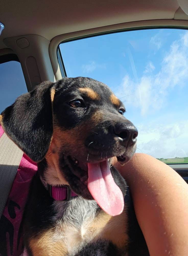 adoptable Dog in Minneapolis, MN named Charlie