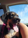 adoptable Dog in , MN named Charlie