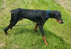 Ember - Photo 10