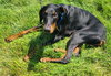 Ember - Photo 11