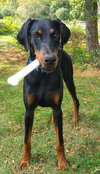 Ember - Photo 2