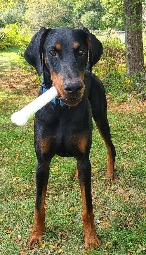 picture of the dog needing adoption