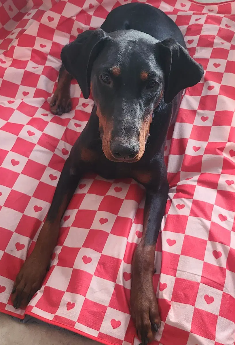 Ember - Doberman Pinscher