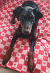 Ember - Photo 1