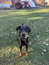 Pearl - Photo 6