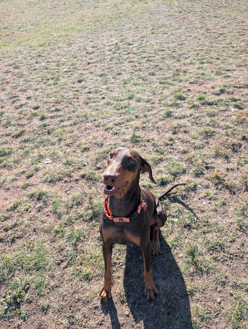 FAWN - Doberman Pinscher available for adoption