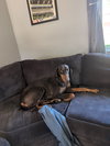 Fawn - Photo 3