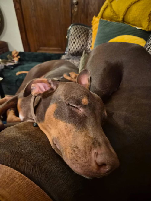 picture of the dog needing adoption
