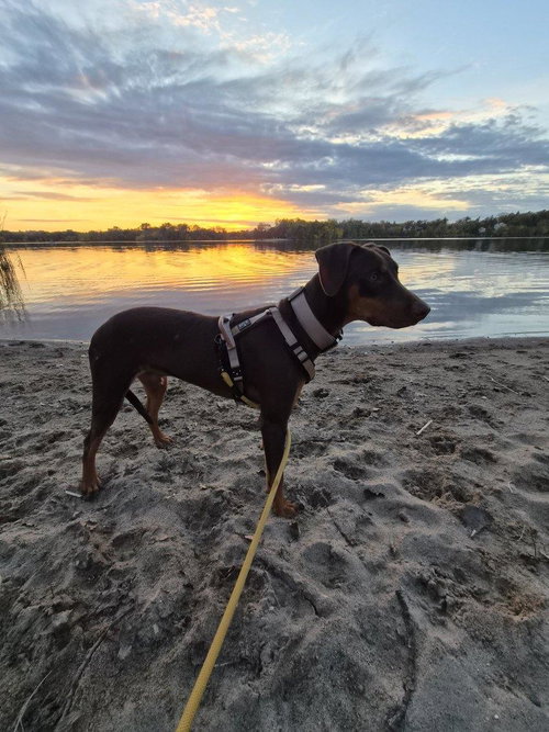 KINSEY - Doberman Pinscher available for adoption