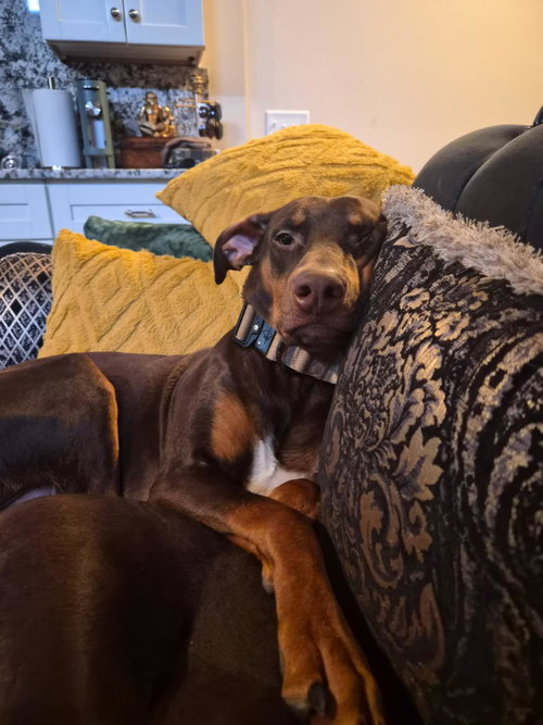 picture of the dog needing adoption