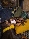 Kinsey - Photo 4