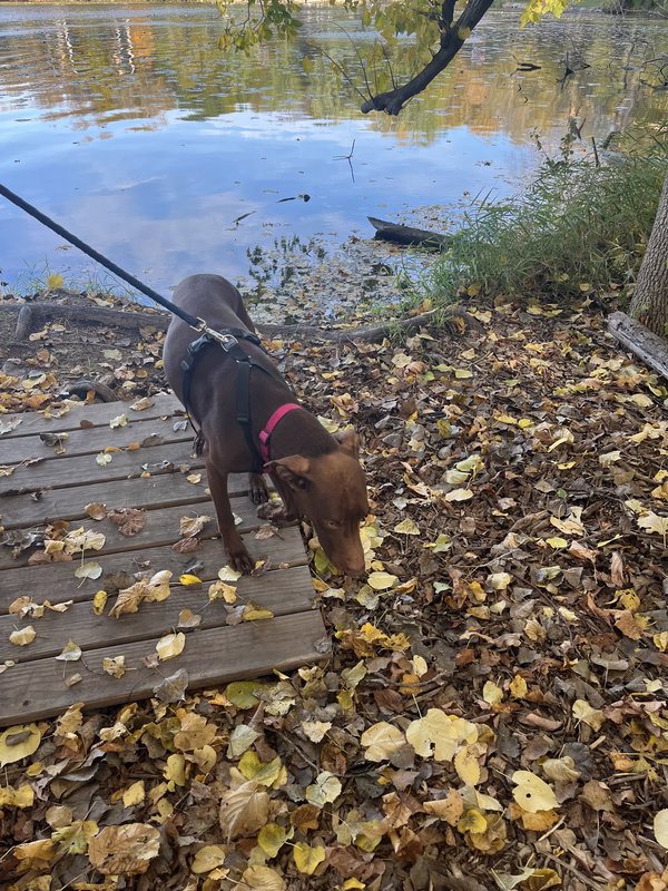 Maggie