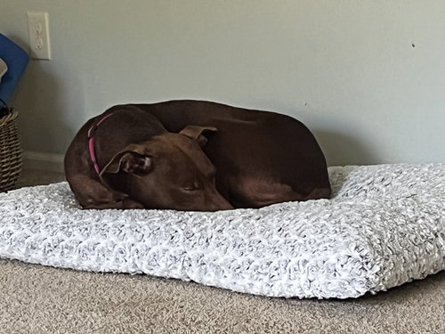 picture of the dog needing adoption