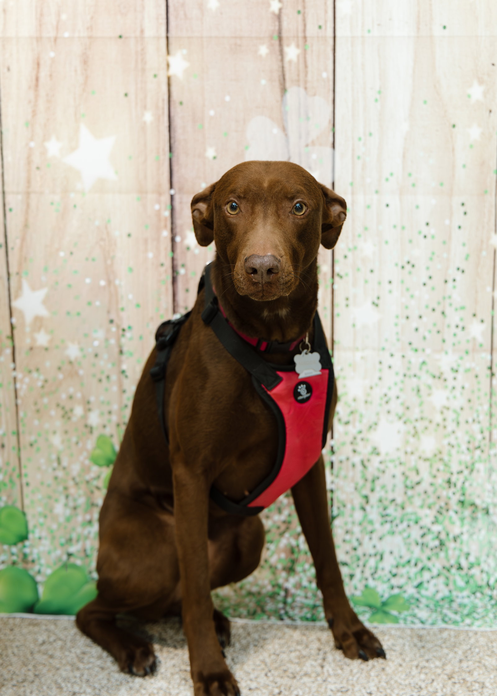 Maggie Image