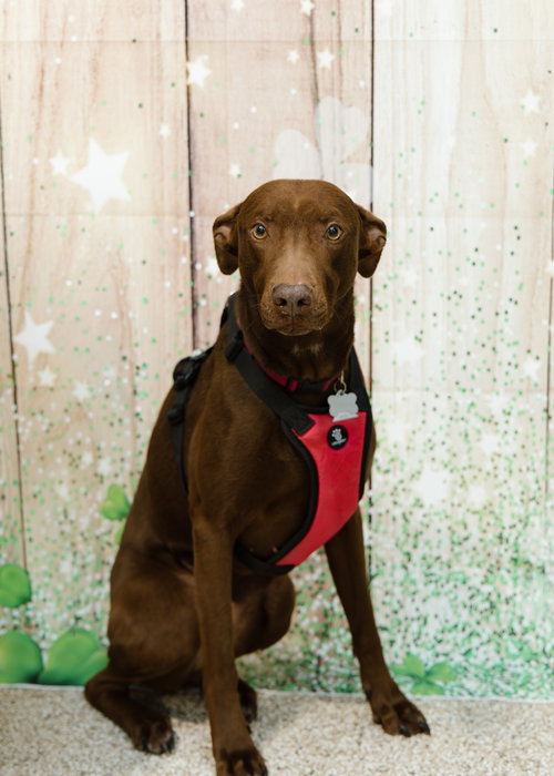 MAGGIE - Doberman Pinscher / Chocolate Labrador Retriever available for adoption