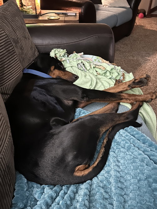 DANTE - Doberman Pinscher available for adoption